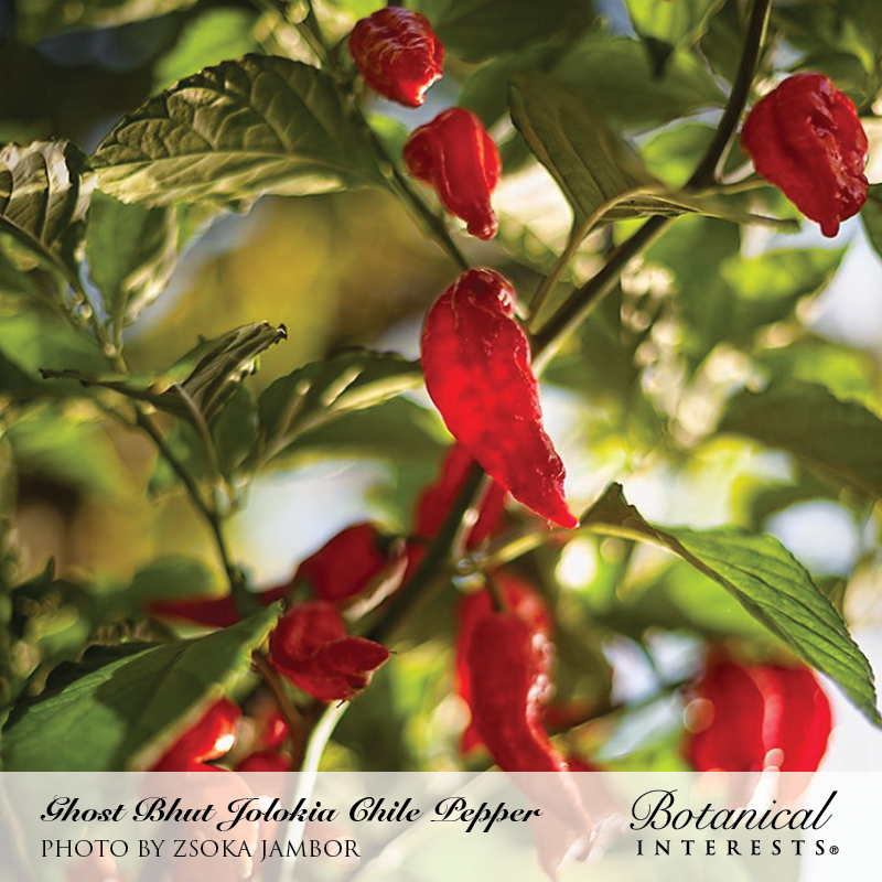 Ghost Bhut Jolokia Chile Pepper Seeds view 4