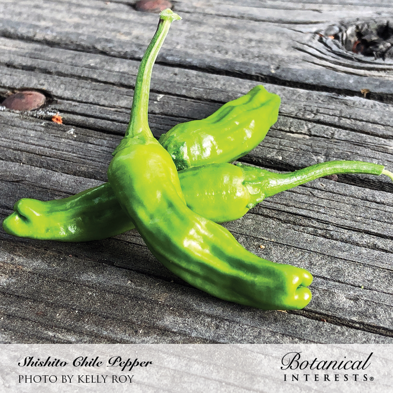 Shishito Chile Pepper Seeds     view 4