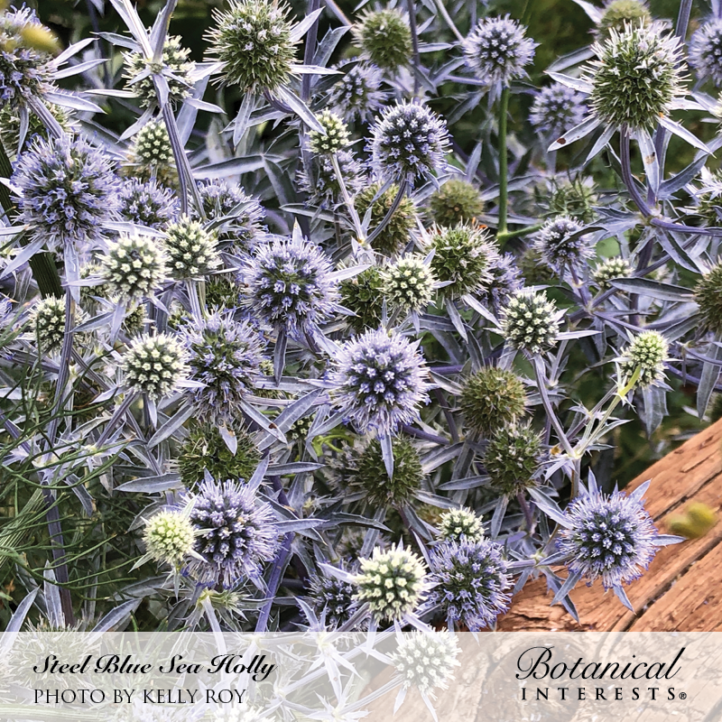 Steel Blue Sea Holly Seeds view 4