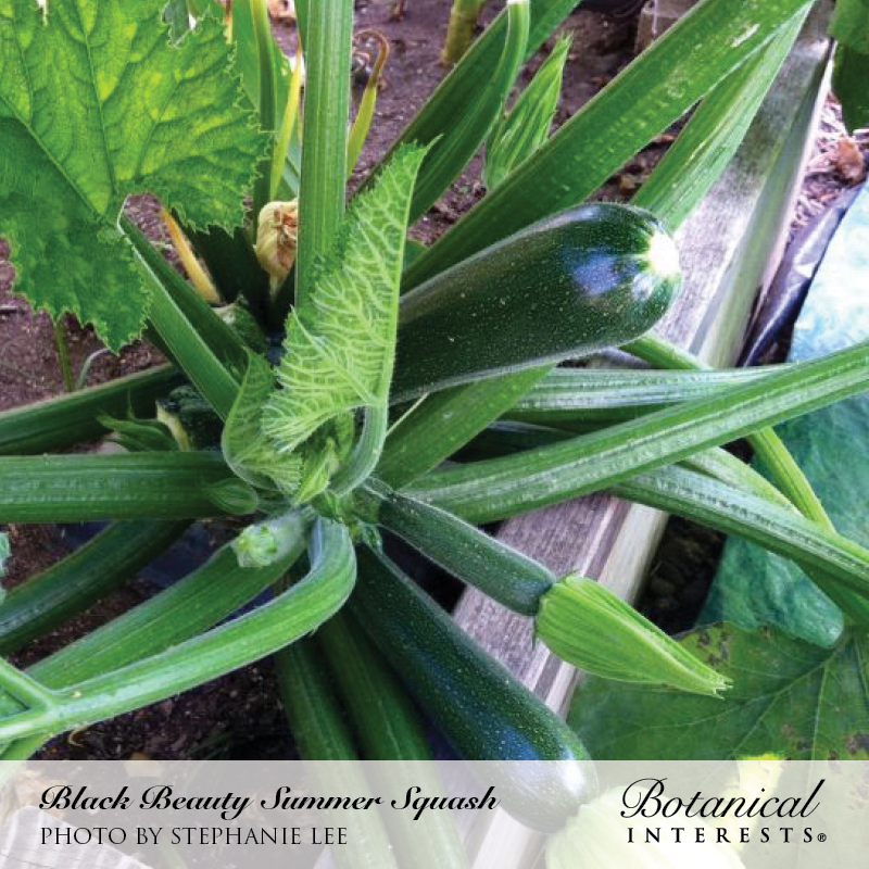 Black Beauty Summer Squash Seeds    view 5
