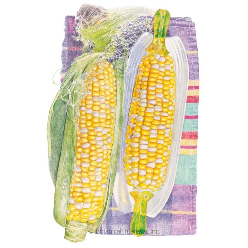 Honey and Cream Sweet Corn Seeds view 1