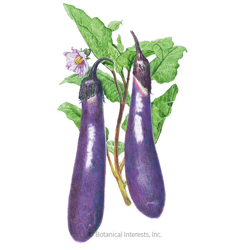 Long Purple Eggplant Seeds