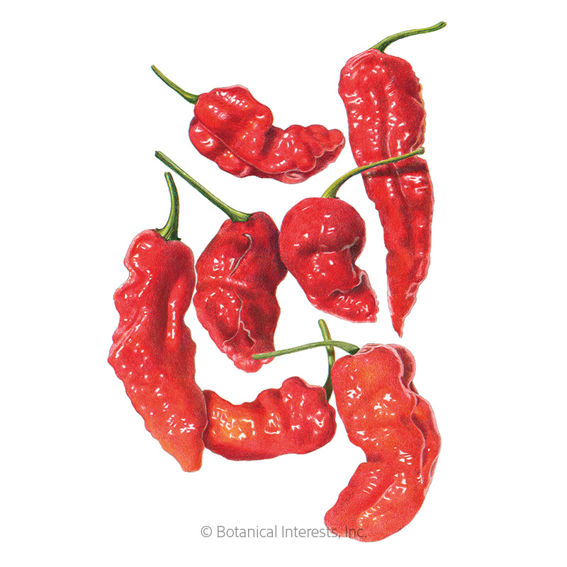 Ghost Bhut Jolokia Chile Pepper Seeds