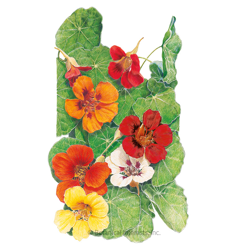 Jewel Blend Nasturtium Seeds     
