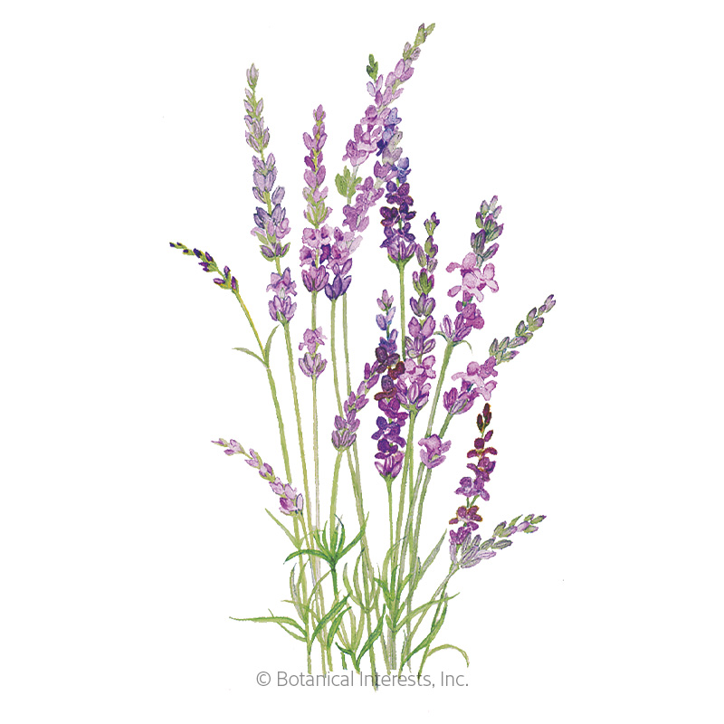 English Tall/Vera Lavender Seeds     