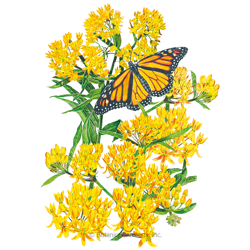 Hello Yellow Milkweed/Butterfly Flower Seeds view 1