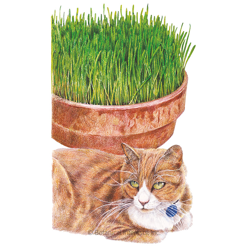 Cat Grass Seeds view 1