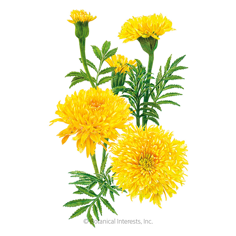Phyllis African Marigold Seeds - New