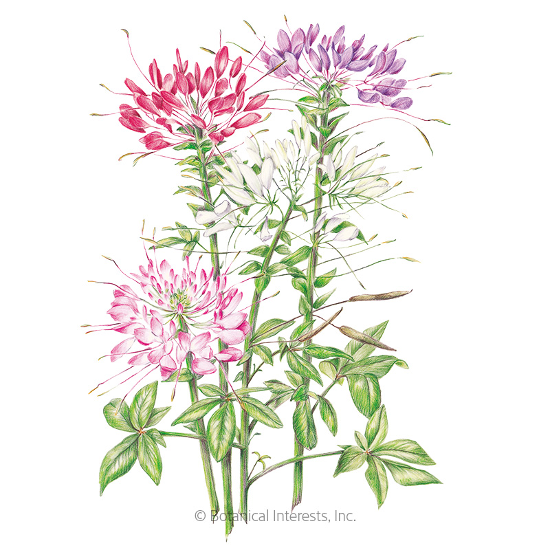 Fountain Blend Cleome (Spider Flower) Seeds view 1
