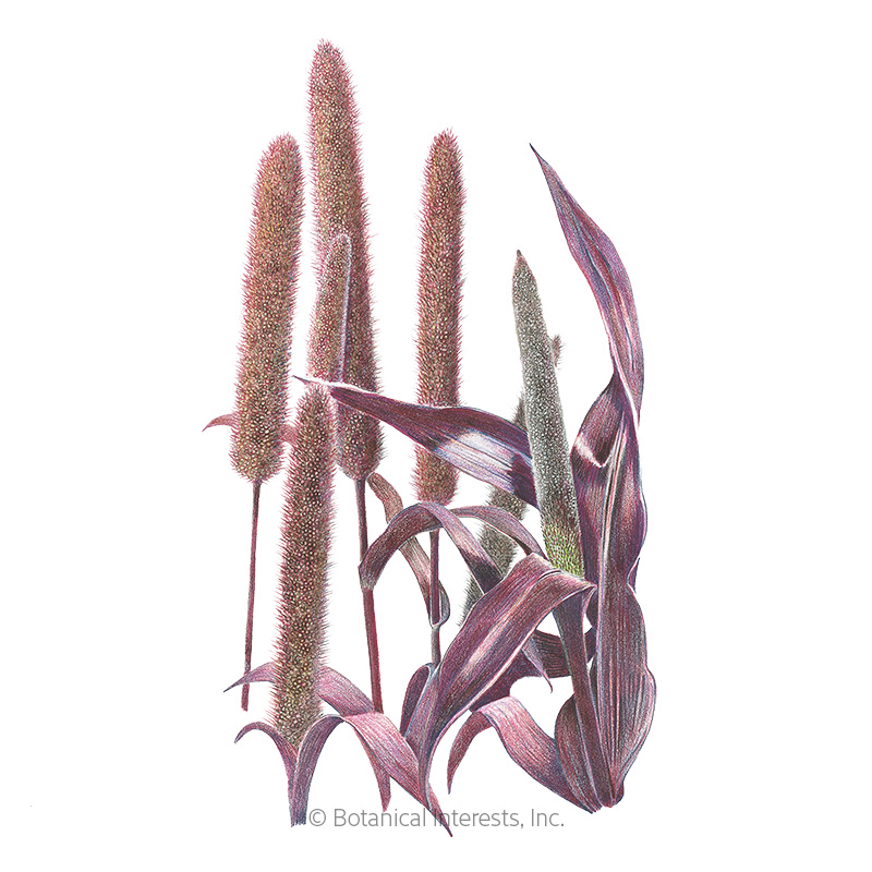 Purple Majesty Ornamental Millet Seeds     - Online Exclusive