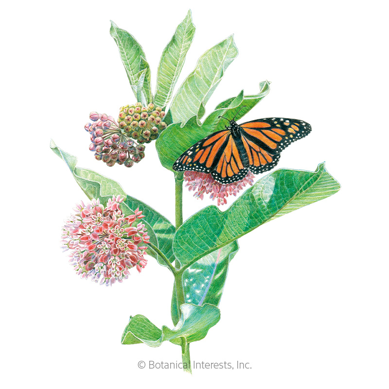 Common Milkweed/Butterfly Flower Seeds     view 1