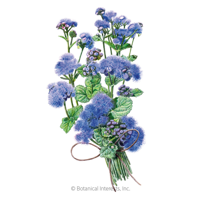 Blue Planet Ageratum  Seeds     view 1