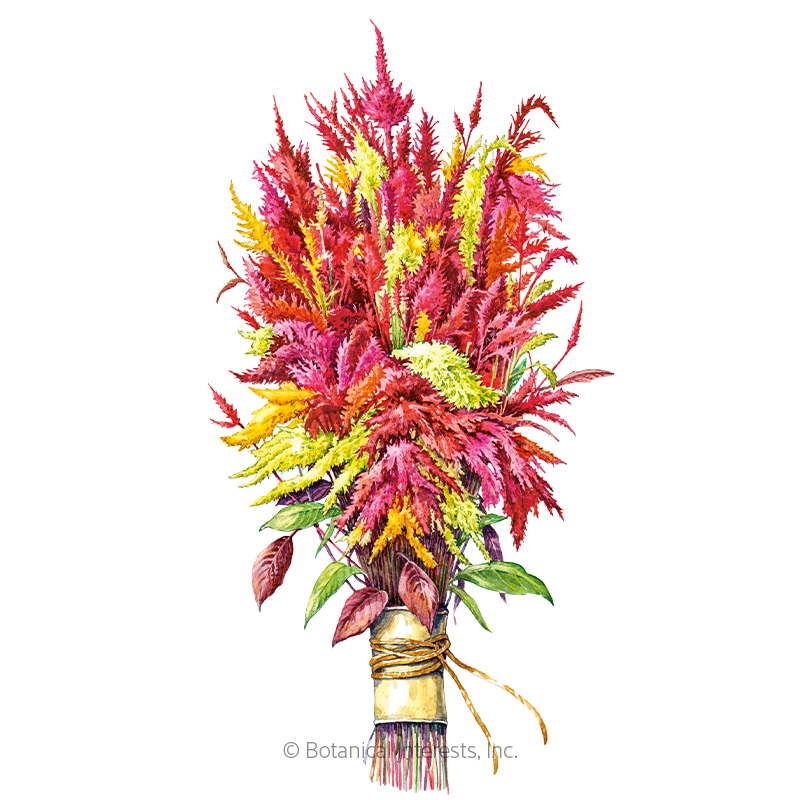 Pampas Plume Tall Blend Celosia Seeds view 1