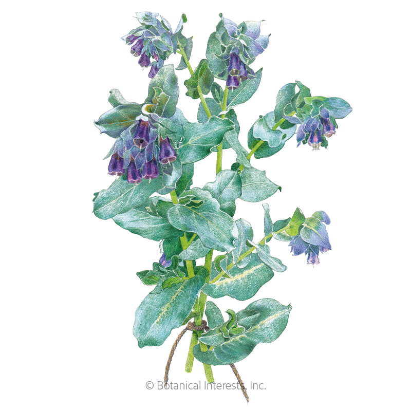 Purple Tear Honeywort Seeds     