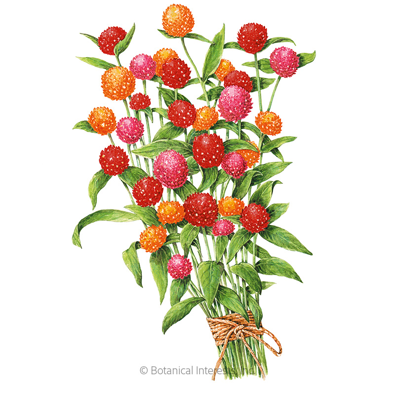 QIS Fiery Sunrise Blend Gomphrena Seeds    view 1