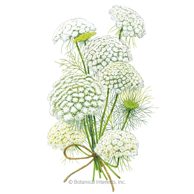 Green Mist Ammi Seeds     