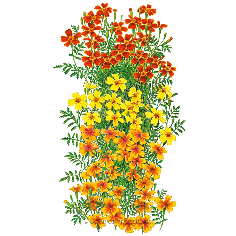 Gem Blend Signet Marigold Seeds