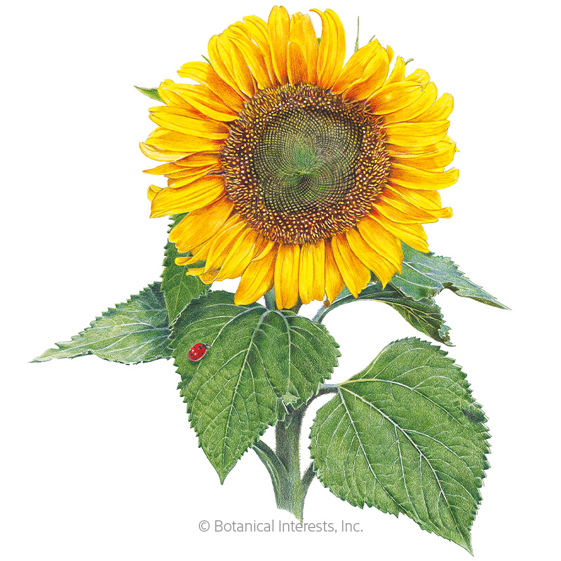 Sunspot Dwarf Sunflower Seeds      view 1
