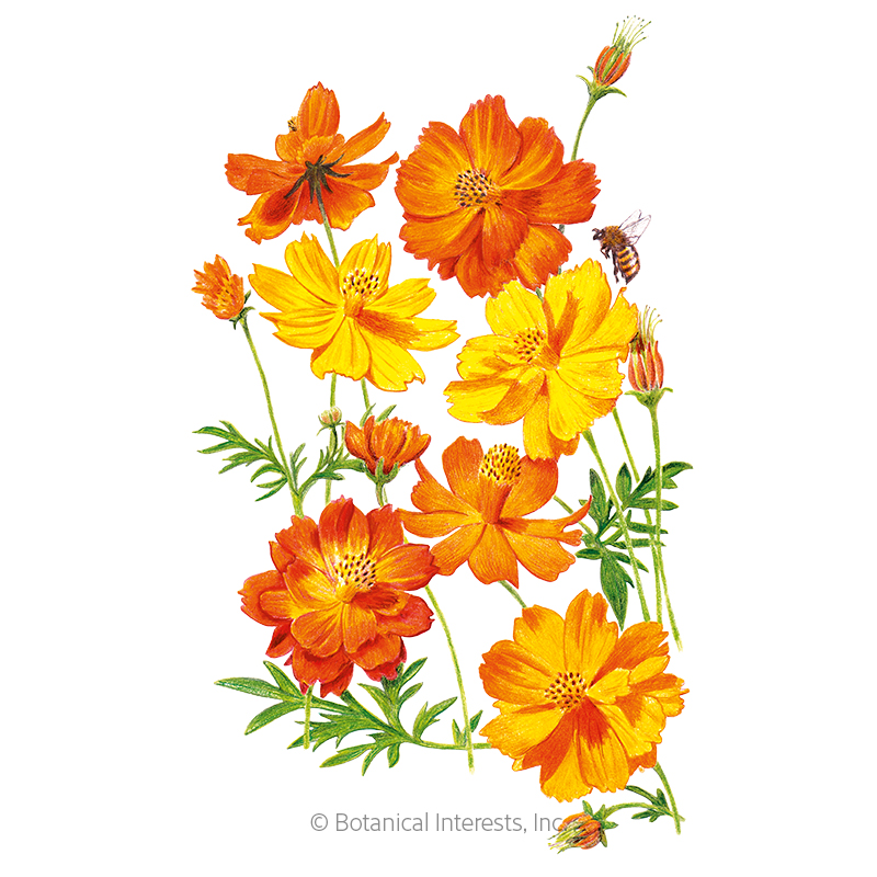 Diablo Cosmos Seeds     