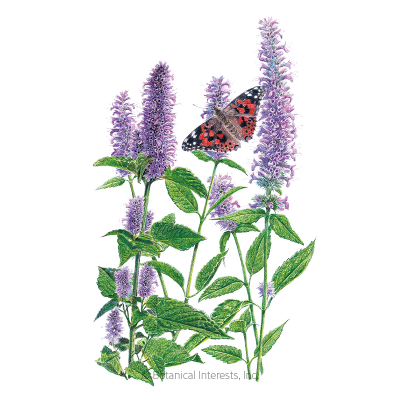 Anise Hyssop  Seeds      view 1