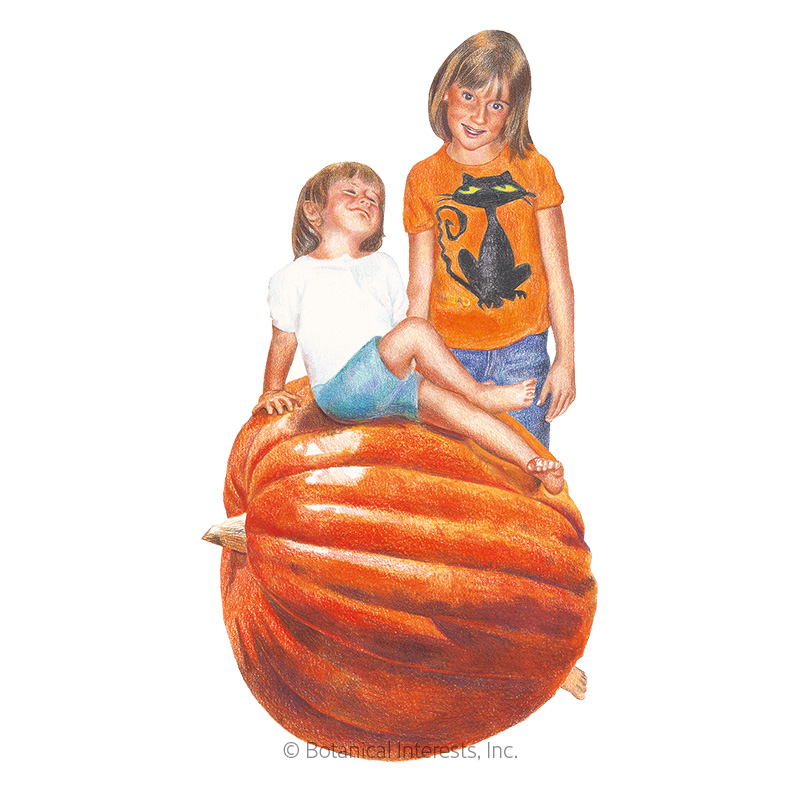 Big Max Pumpkin Seeds     