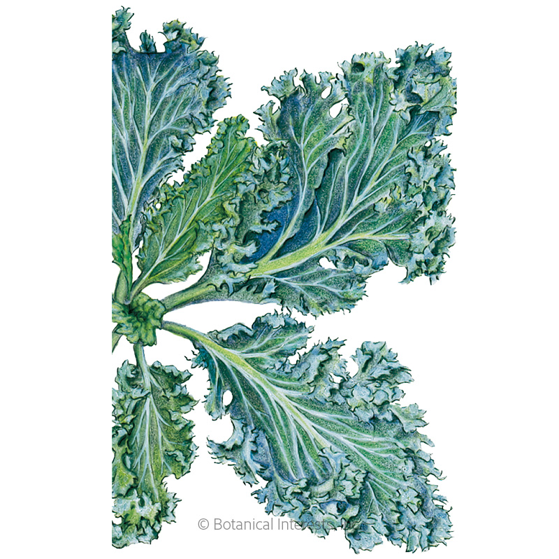 Dwarf Blue Curled Kale Seeds view 1