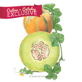 MELON Cantaloupe Hearts of Gold Organic SEEDS Packet 1 gm Botanical Interests