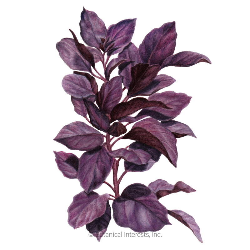 Purple Petra Basil Seeds     