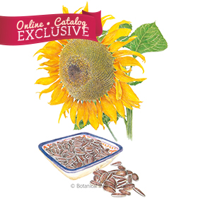 Snacker Sunflower Seeds       - Online Exclusive