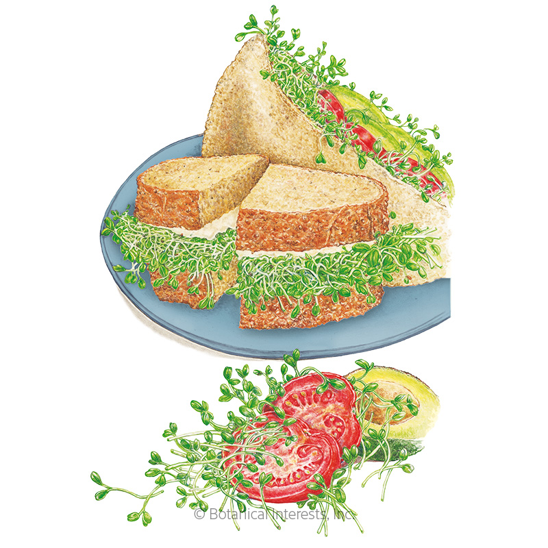 Sandwich Mix Sprouts Seeds     