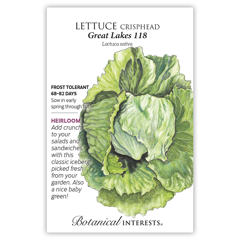 Great Lakes 118 Crisphead Lettuce Seeds view 3