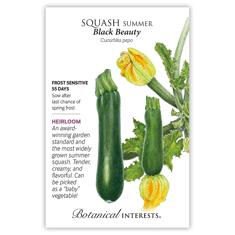 Black Beauty Summer Squash Seeds    view 3