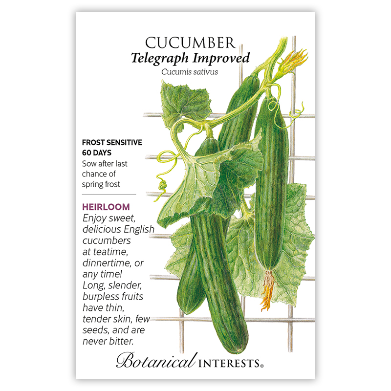 15 Seeds Cucumber Telegraph Improved Vegetable 