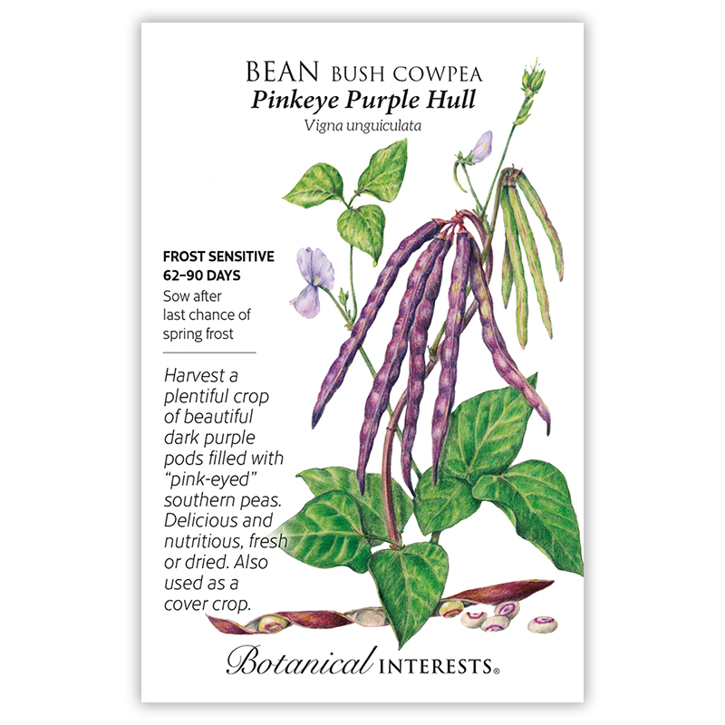 Pinkeye Purple Hull Bush Cowpea Bean Seeds view 3