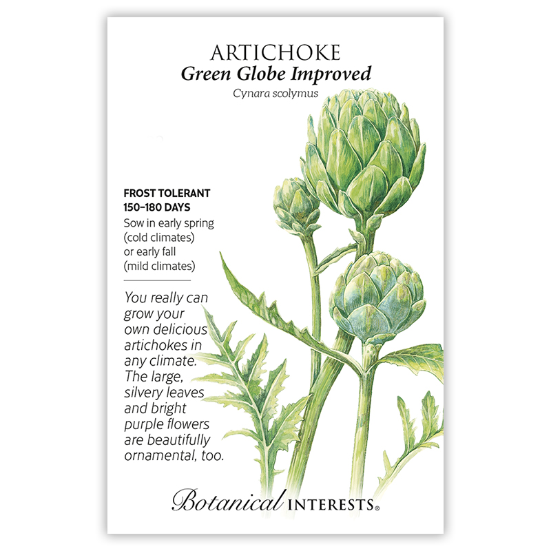 Green Globe Improved Artichoke Seeds view 3