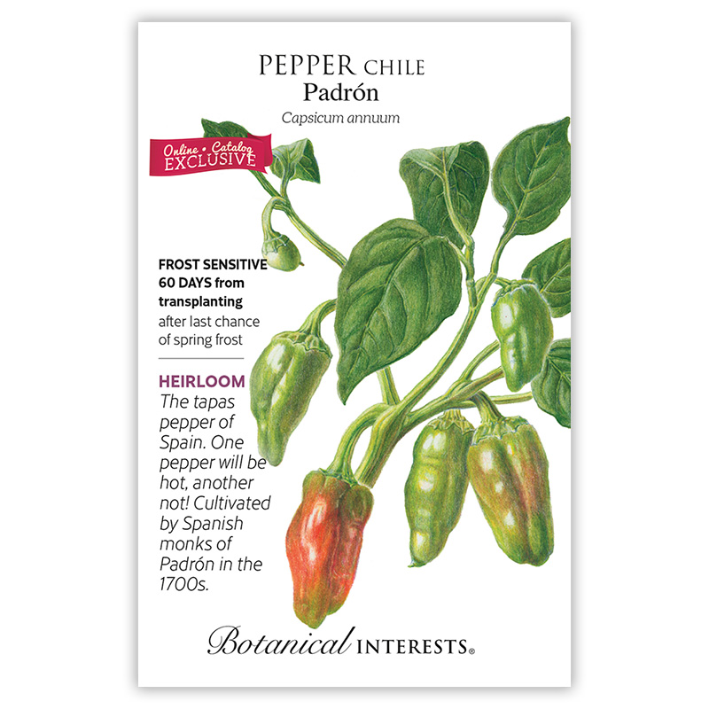 25 pepper seeds PADRON