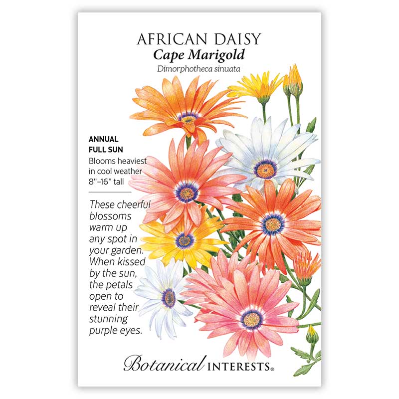 Cape Marigold African Daisy Seeds     view 3