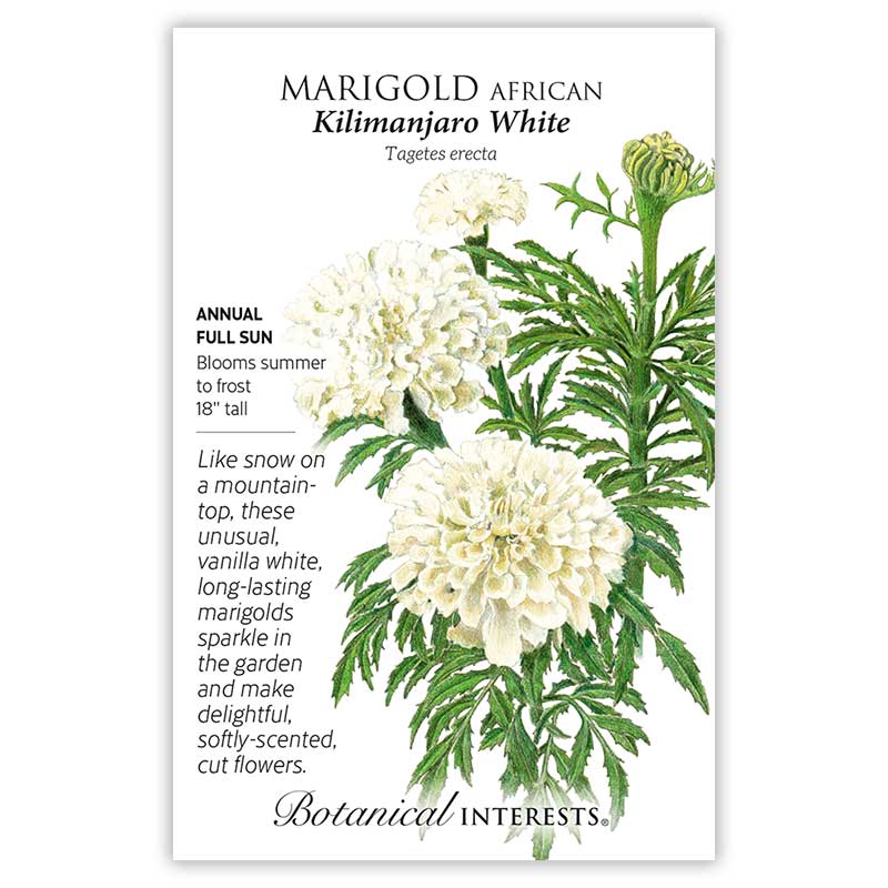 Kilimanjaro White African Marigold Seeds view 3