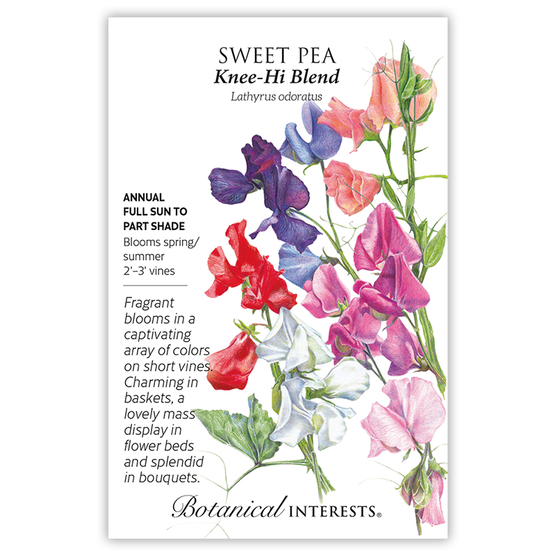 Knee-Hi Blend Sweet Pea Seeds     view 3