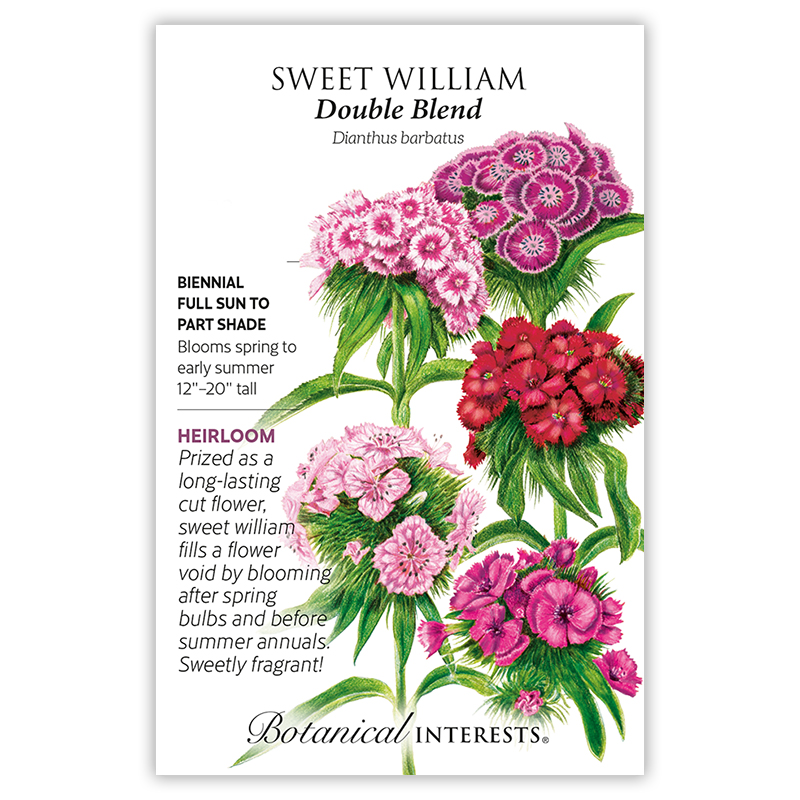 Double Blend Sweet William Seeds     view 3