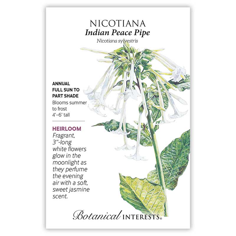 Indian Peace Pipe Nicotiana Seeds     view 3