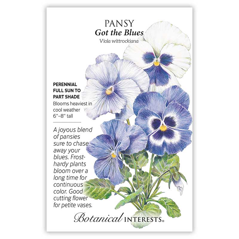 Got the Blues Pansy Seeds     view 3