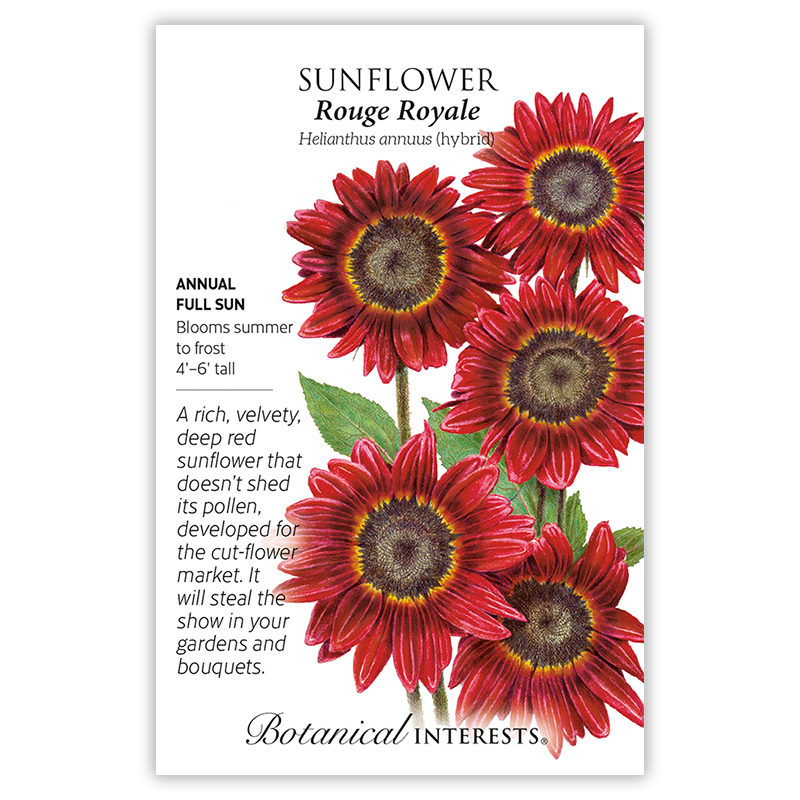 Rouge Royale Sunflower Seeds      view 3
