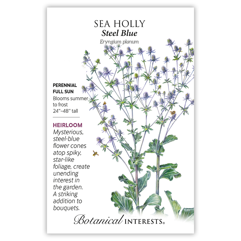 Steel Blue Sea Holly Seeds view 3