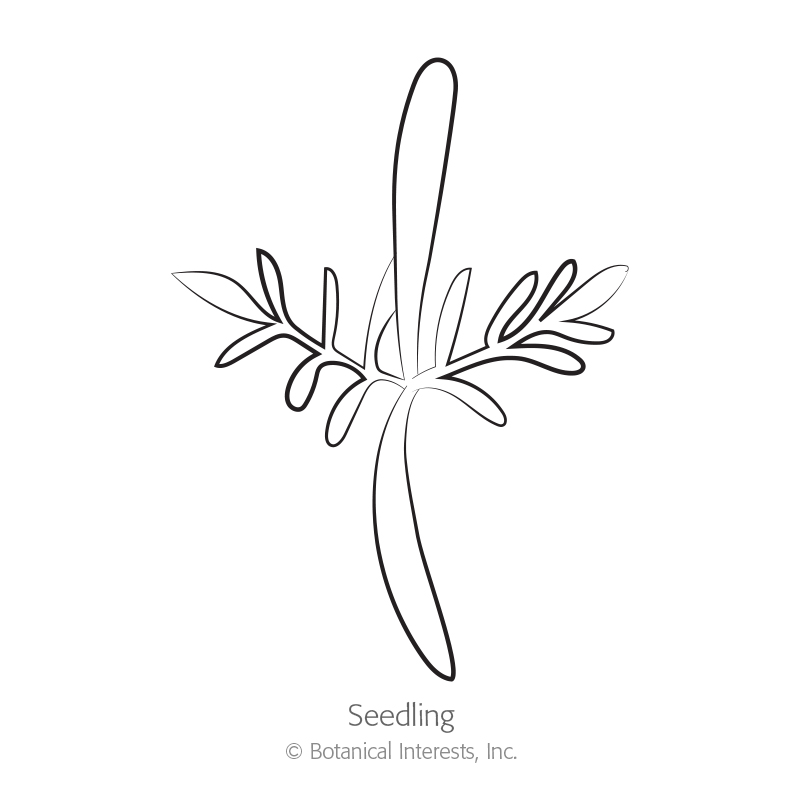 Double Click Blend Cosmos Seeds     view 2