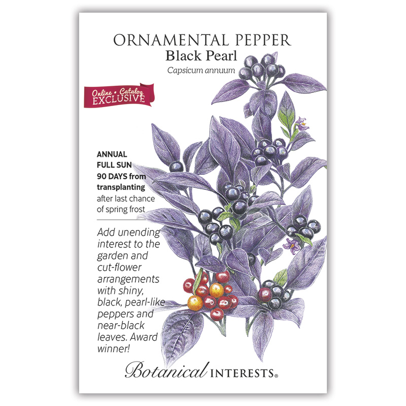 Black Pearl Ornamental Pepper Seeds , Flowers Botanical Interests