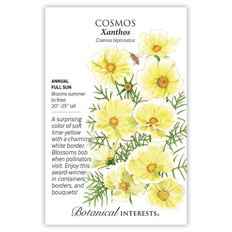 Xanthos Cosmos Seeds view 3