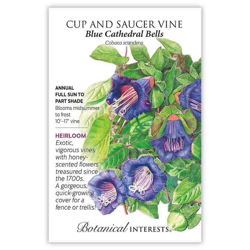 Blue Cathedral Bells Cup and Saucer Vine Seeds view 3