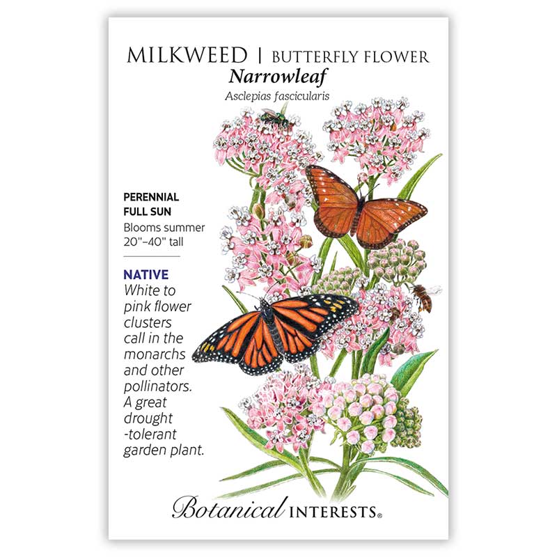 Narrowleaf Milkweed/Butterfly Flower Seeds view 3