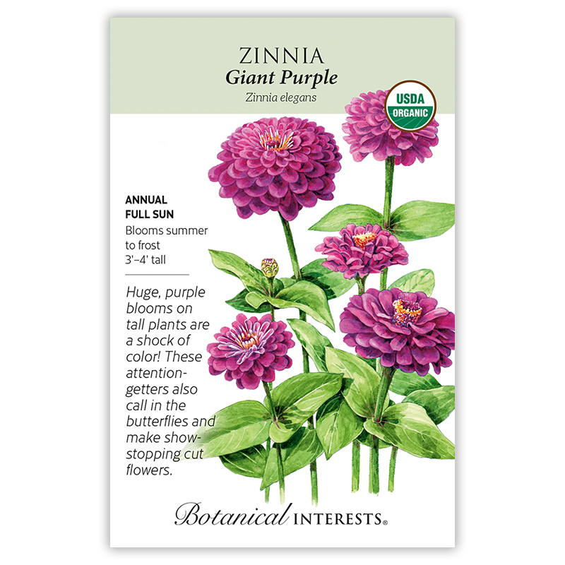 Giant Purple Zinnia Seeds view 3